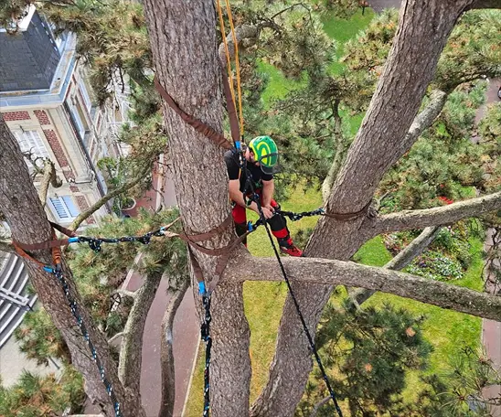 Taille et soins des arbres