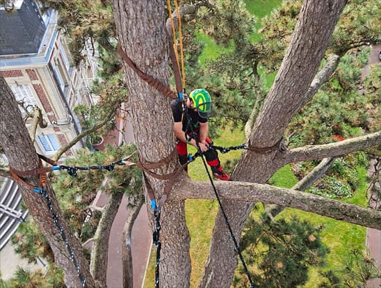Élagage et soin aux arbres